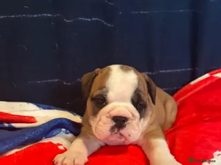 English Bulldog dogs Beautiful Traditional British bulldogs - Advert 18