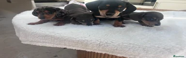 Miniature Dachshund 4