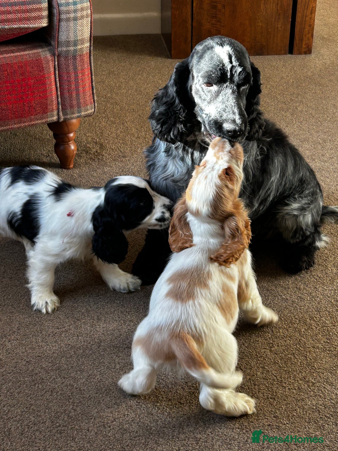 Cocker Spaniel dogs for sale: KC Registered, show type, cocker spaniel puppies - Advert 5