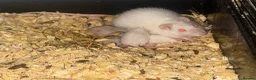 Rat rodents for sale: Dwarf rats  in Hull - Advert 2