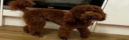 Toy Poodle dogs for sale: Deep red TOY POODLES❤️dna health clear parents  in Sittingbourne - Advert 2