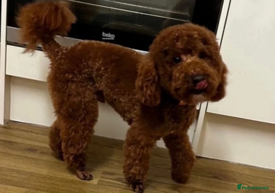 Toy Poodle dogs for sale: Deep red TOY POODLES❤️dna health clear parents  in Sittingbourne - Advert 2