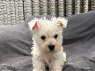 West Highland Terrier dogs READY NOW KC REGISTERED Boys - Advert 14