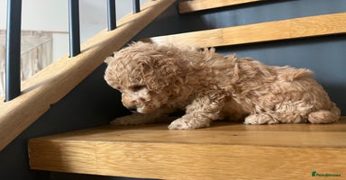 Cockapoo dogs - Advert 1