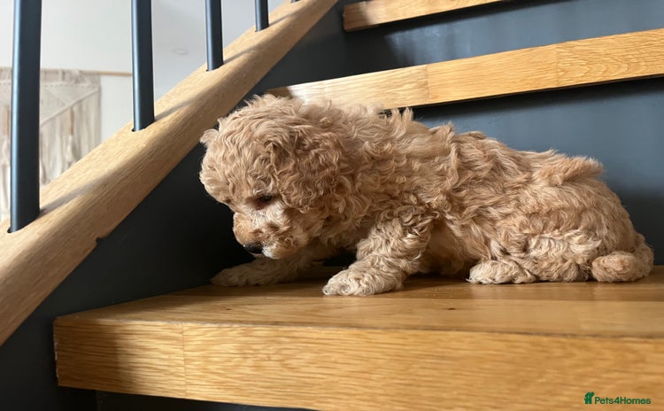 Cockapoo dogs - Advert 1