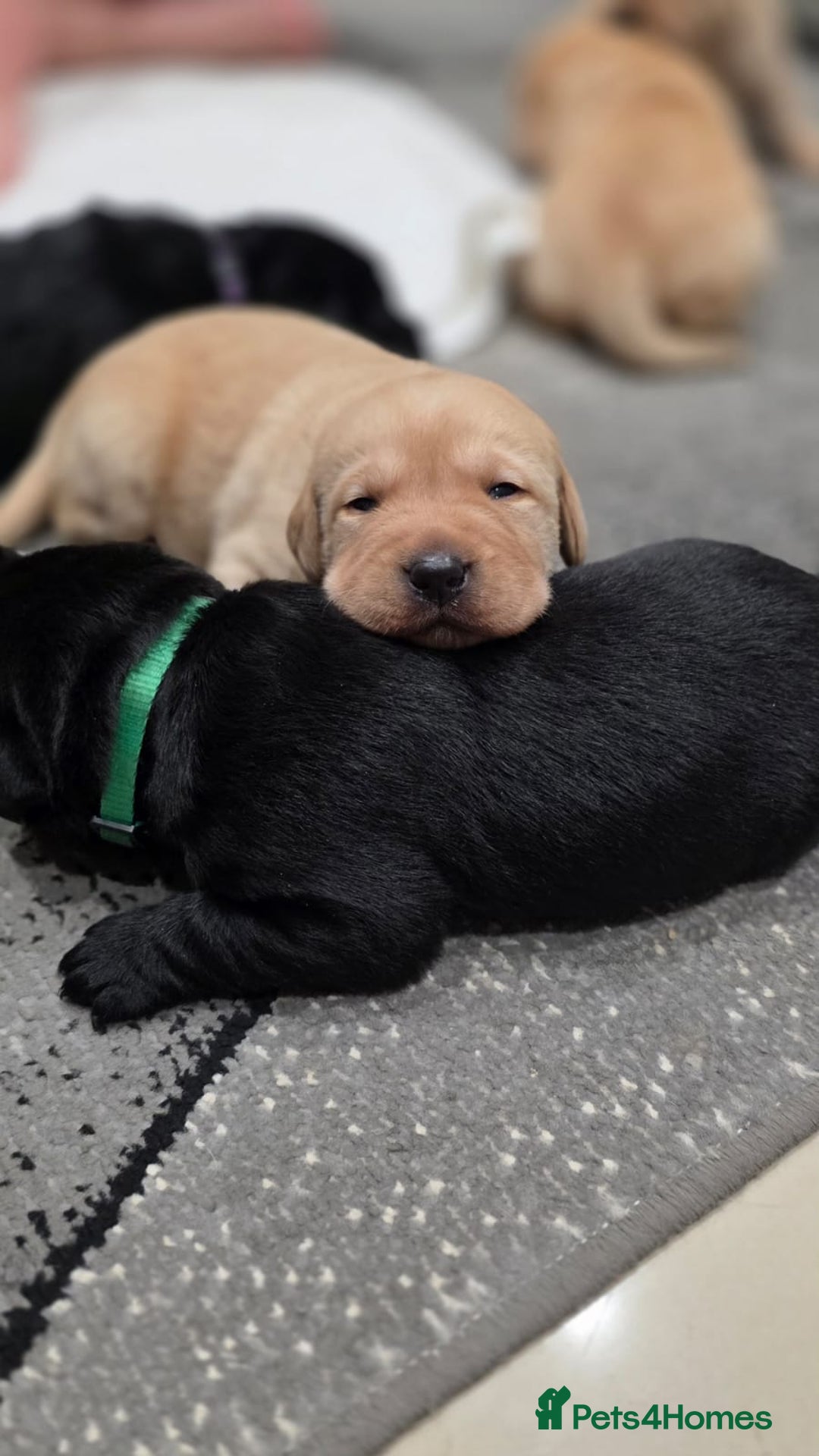 Labrador Retriever dogs for sale: Labrador puppies - Advert 12