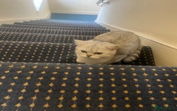 British Shorthair cats for sale: Two beautiful British Shorthair Kittens  - Image 7