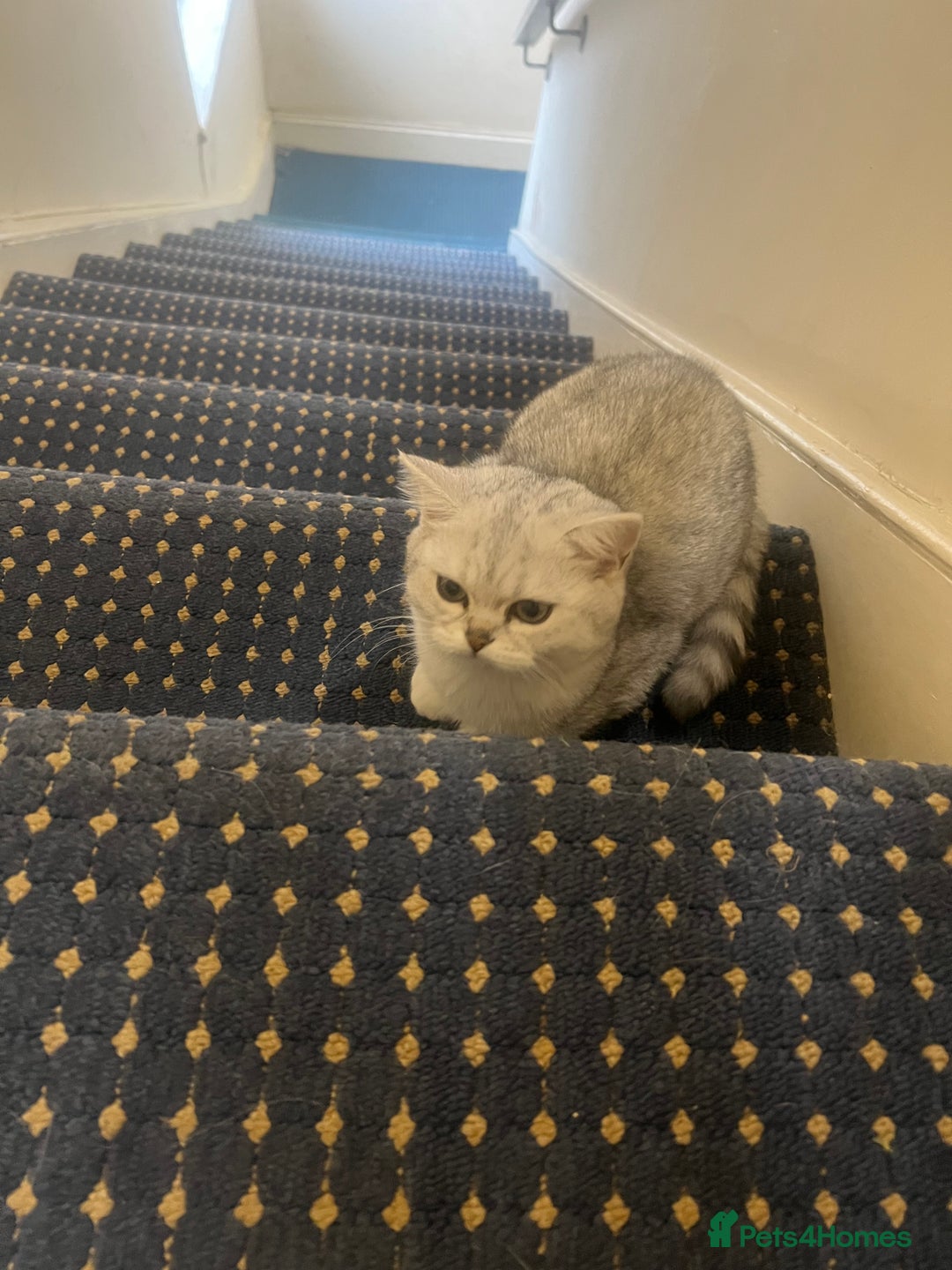 British Shorthair cats for sale: Two beautiful British Shorthair Kittens  - Image 7