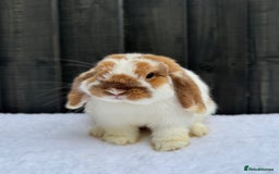 Mini Lop rabbits for sale: 💙 Mini Lop Buck 💙 - Image 2