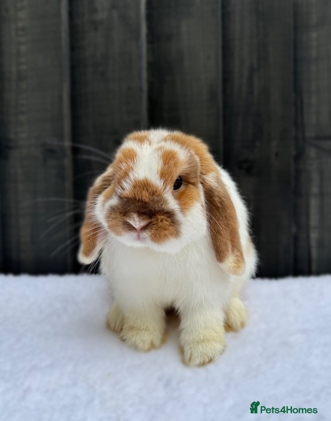 Mini Lop rabbits for sale: 💙 Mini Lop Buck 💙 - Image 2
