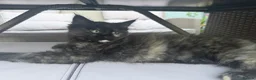 Ragcoon cats for sale: RAGCOON STUNNING 5star kittens  😻 - Advert 3