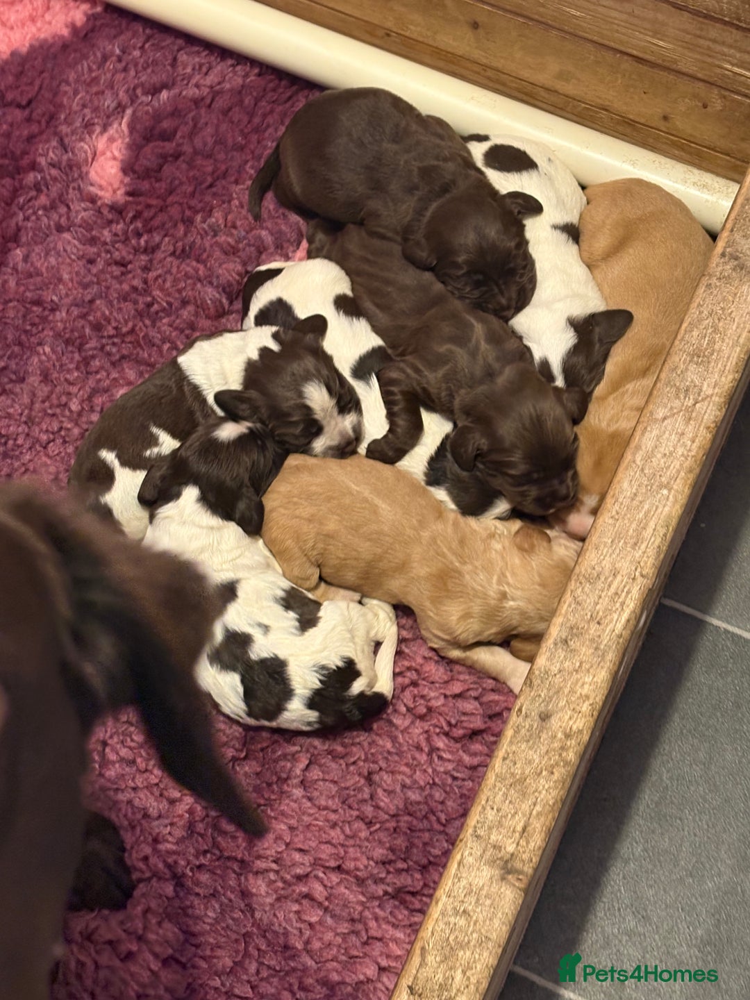 Cockerdor dogs for sale: Cockerdors  - Advert 18