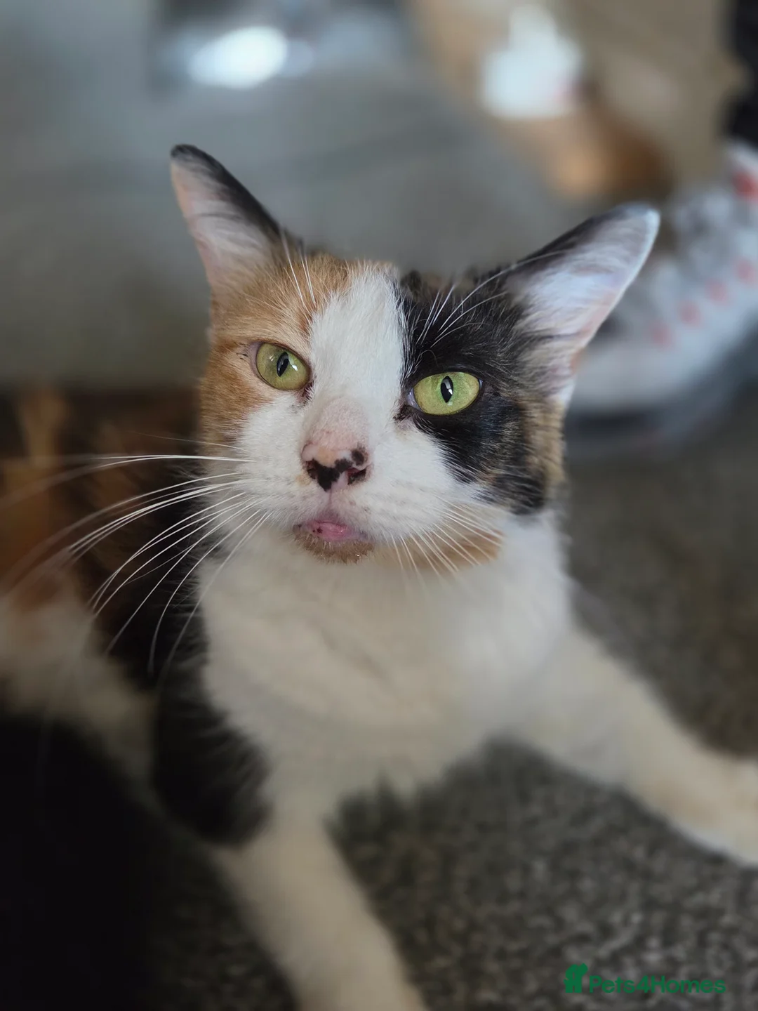 British Shorthair cats for sale: 5 beautiful kittens for sale  - Advert 1