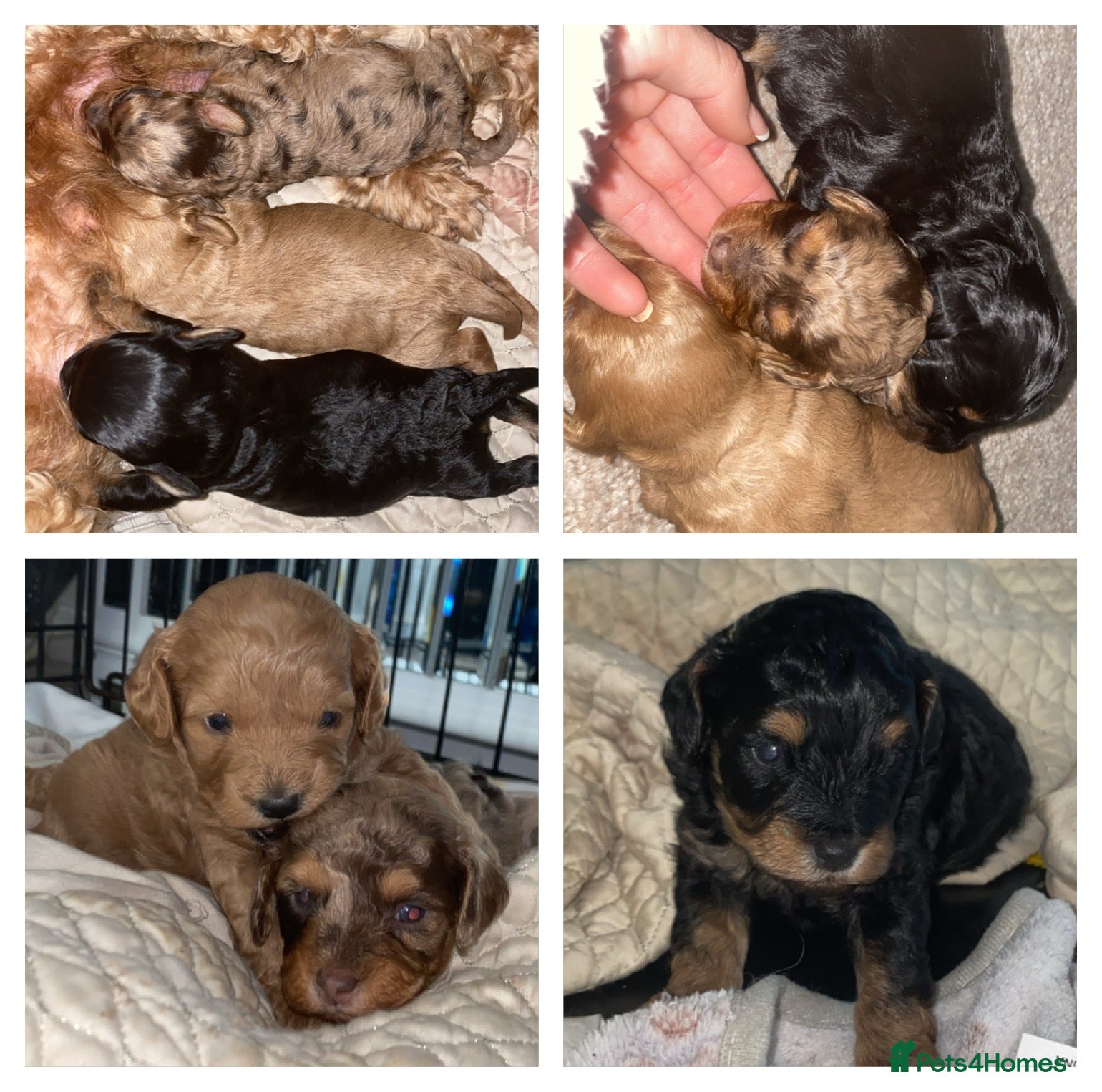 Cavapoo dogs Healthy unique cavapoos - Advert 4