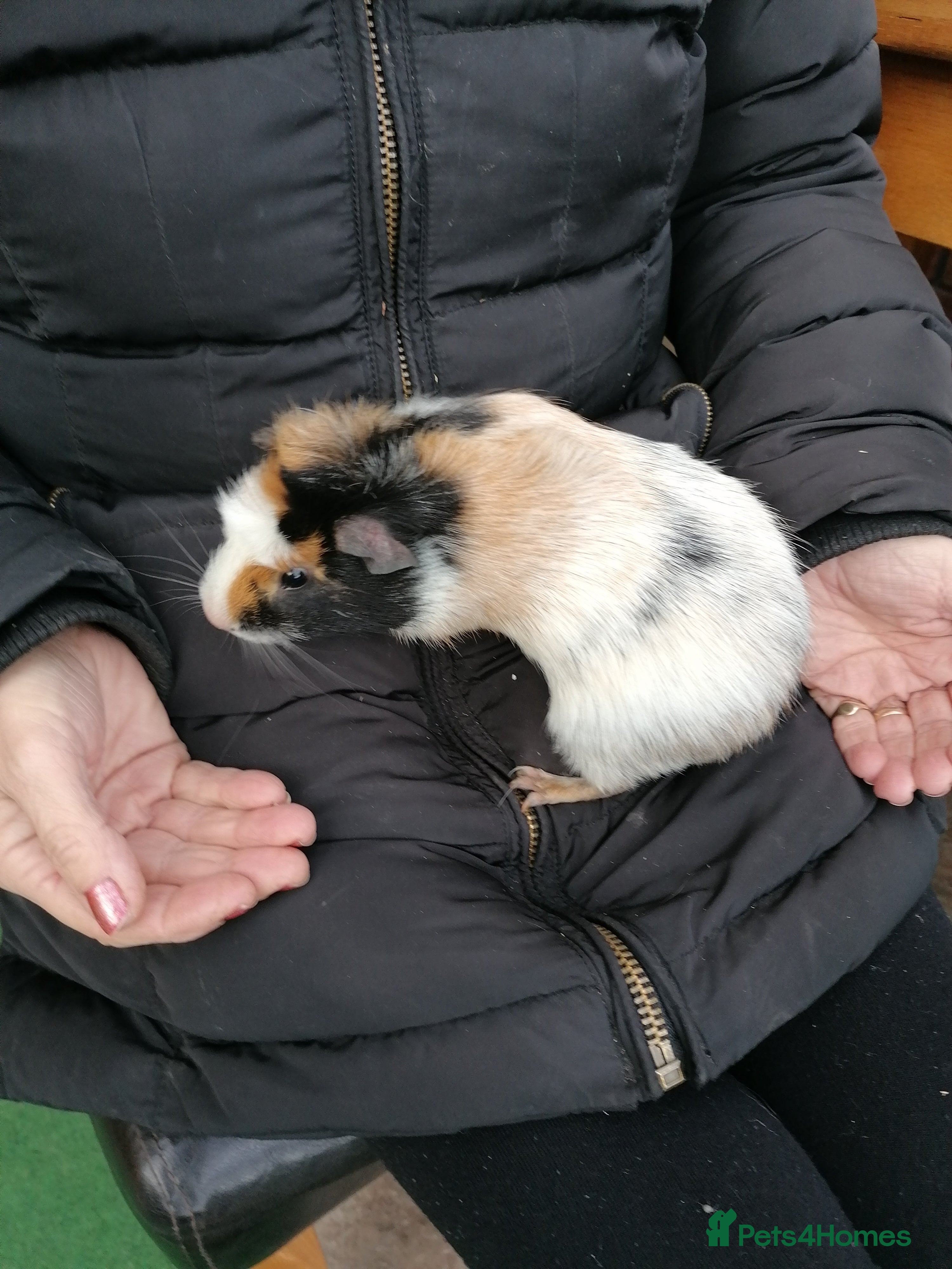 Guinea Pig rodents Pretty male for sale - Advert 24