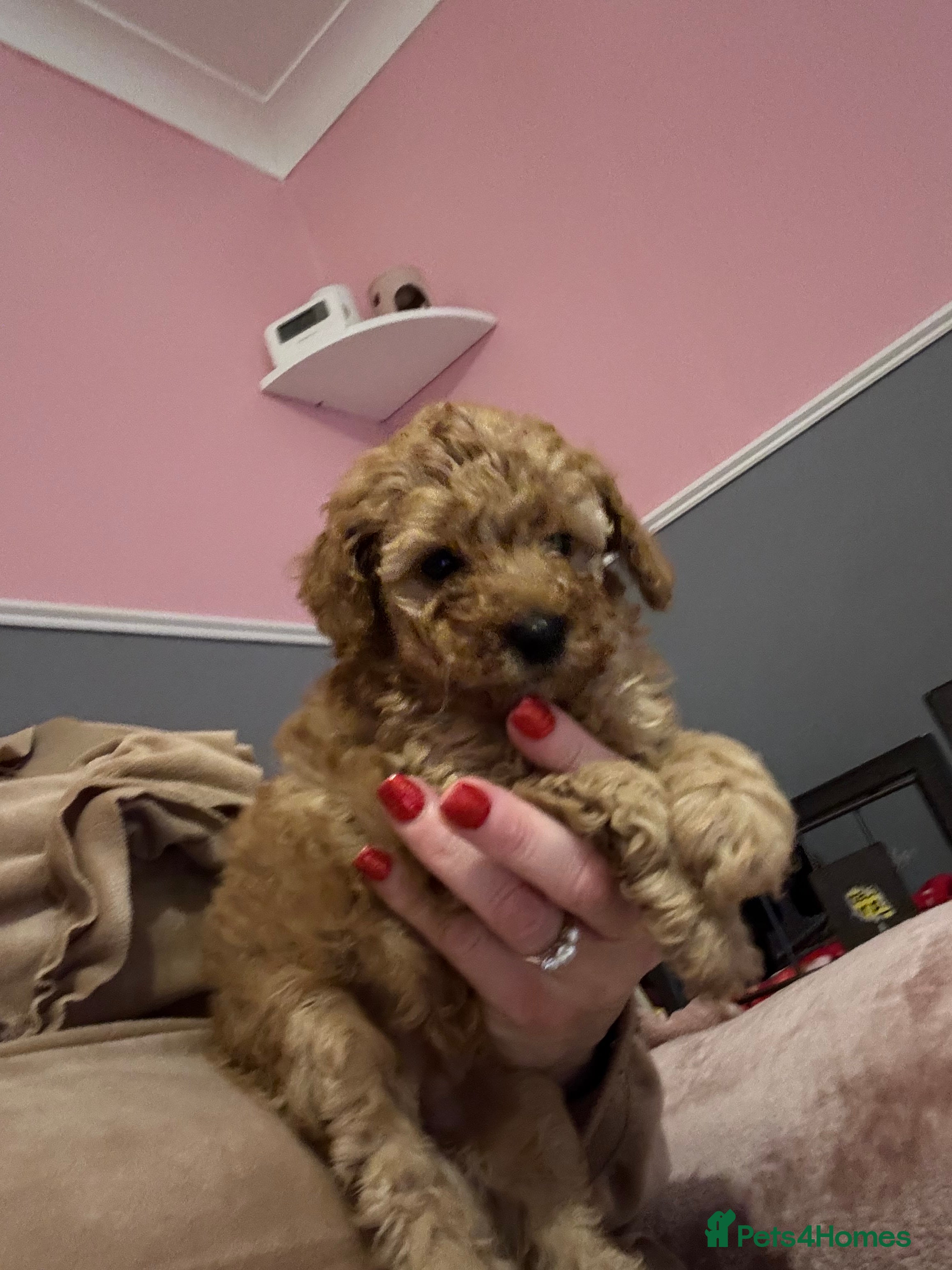 Toy Poodle dogs Stunning toy poodle puppies - Advert 13