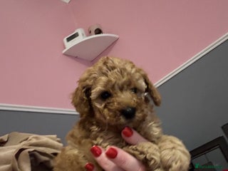 Toy Poodle dogs Stunning toy poodle puppies - Advert 13