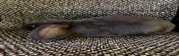 Mini Lop rabbits for sale: Mini lop (plush carriers) - Advert 1