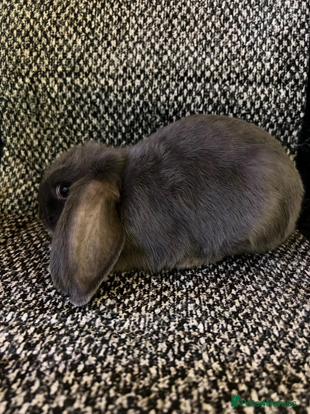 Mini Lop rabbits for sale: Mini lop (plush carriers) - Advert 1