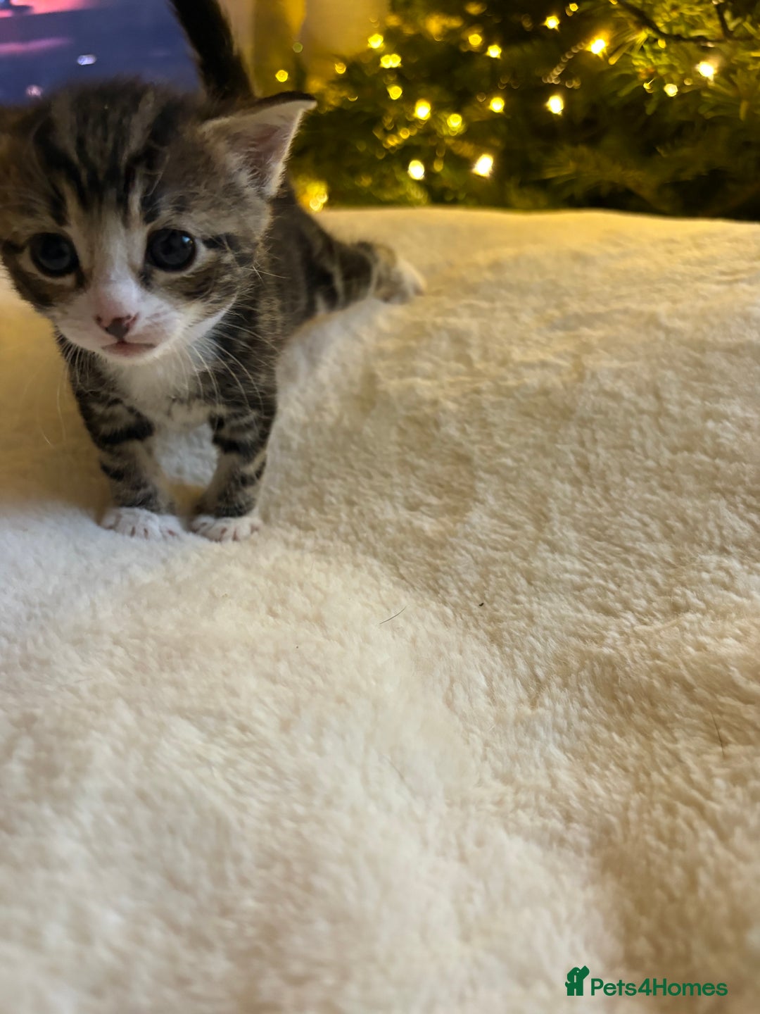 Mixed Breed cats for sale: Stunning kittens 🐱🐱🐱🐱 - Advert 4