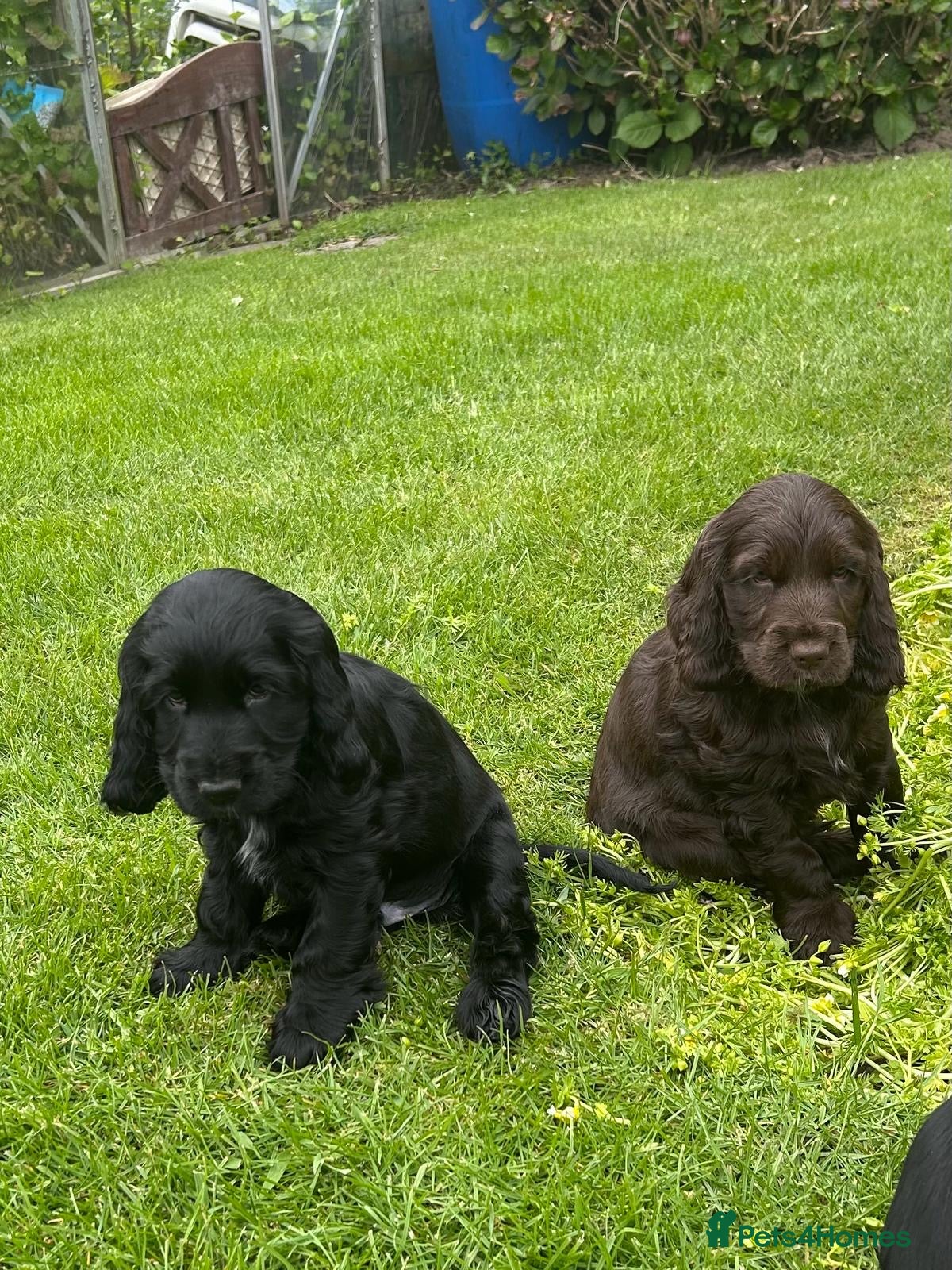 Cocker Spaniel dogs Show type Cocker Spaniel puppies, both sexes - Advert 2