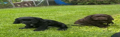 Cocker Spaniel Puppy 9