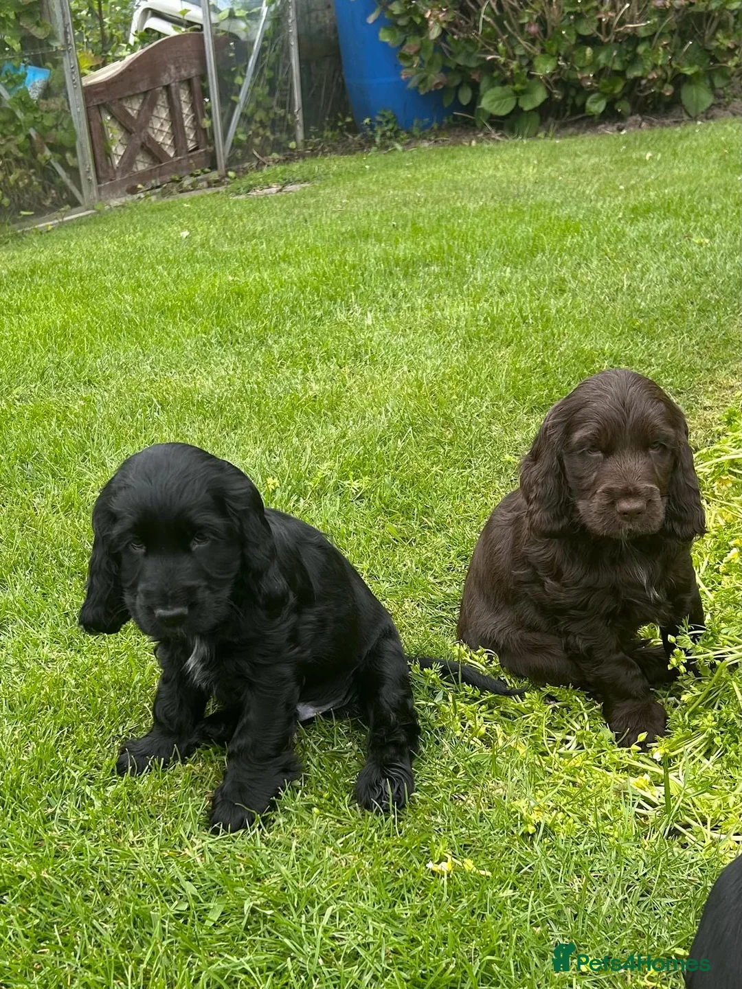 Cocker Spaniel dogs for sale: Show type Cocker Spaniel puppies, both sexes - Advert 2
