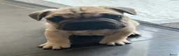 French Bulldog dogs for sale: Female fawn coat and a black mask. - Advert 16