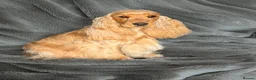 Cocker Spaniel dogs for sale: Two very gorgeous Black & Tan Male Puppies - Advert 3