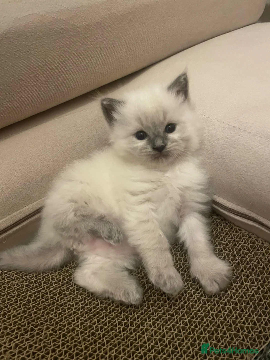 Ragdoll cats for sale: 🐱Luxury Ragdoll kittens🐱Beautiful BluePoint🐱 - Advert 10