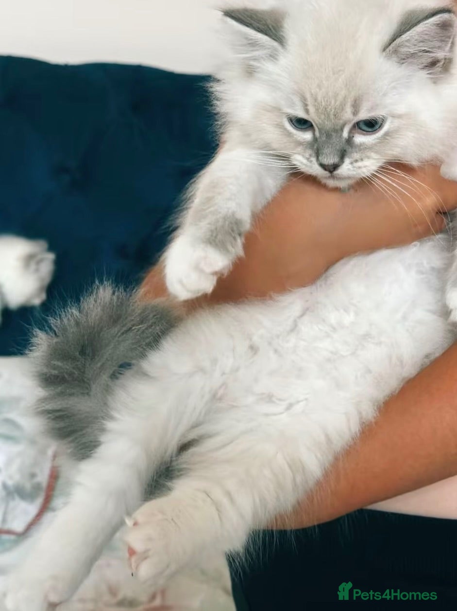 Ragdoll cats Stunning Blue Point Ragdolls -Ready 4th August  - Advert 16
