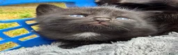 British Shorthair cats for sale: Beautiful British shorthair kittens  - Advert 5