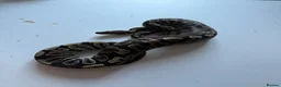 Python Snake reptiles for sale: Ball pythons various reduced  - Advert 3