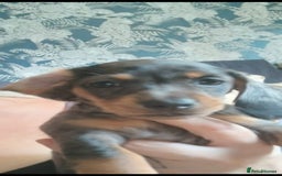 Mixed Breed dogs for sale: 1x Female Puppy Dachshund Left  - Image 7