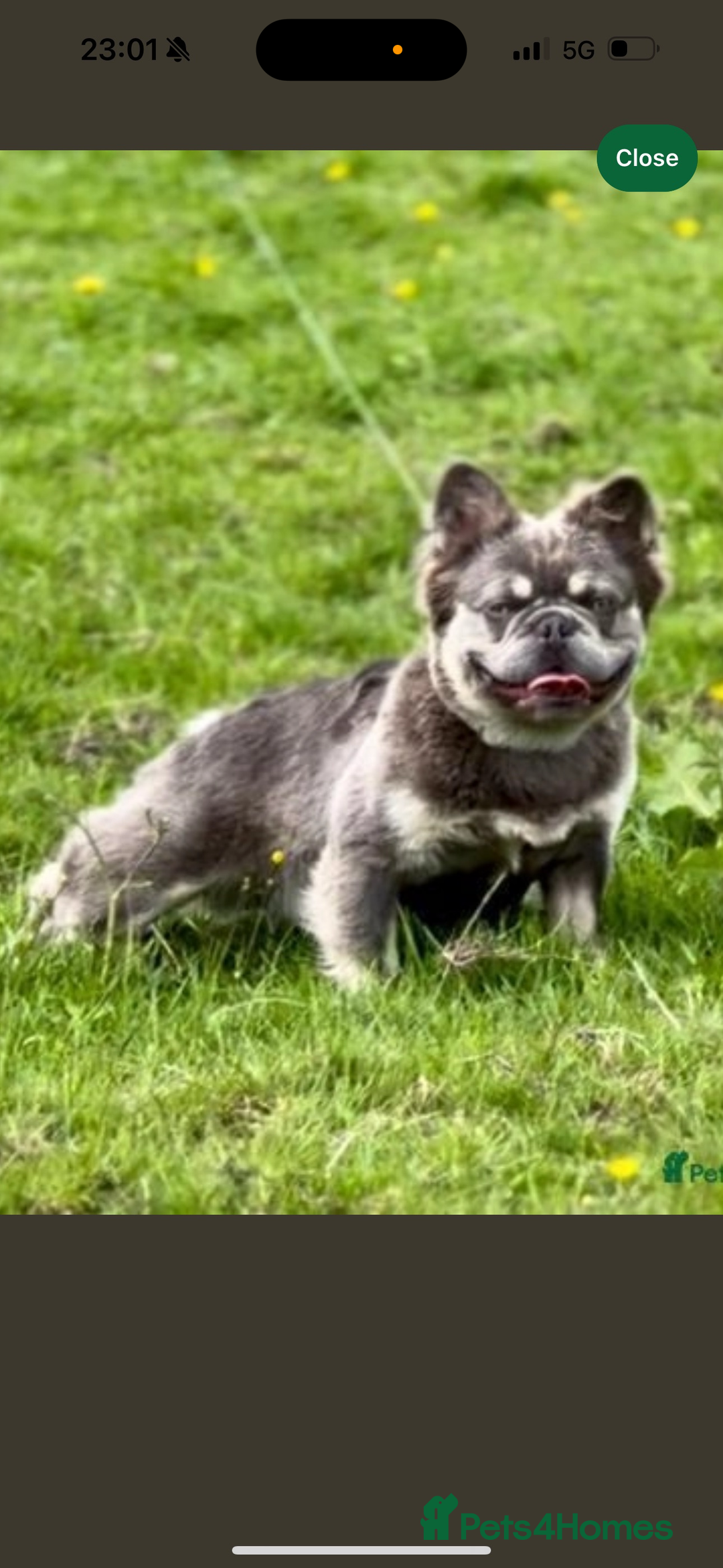 French Bulldog dogs for sale: Beautiful fluffy/ fluffy carrier Frenchie pups  - Image 32