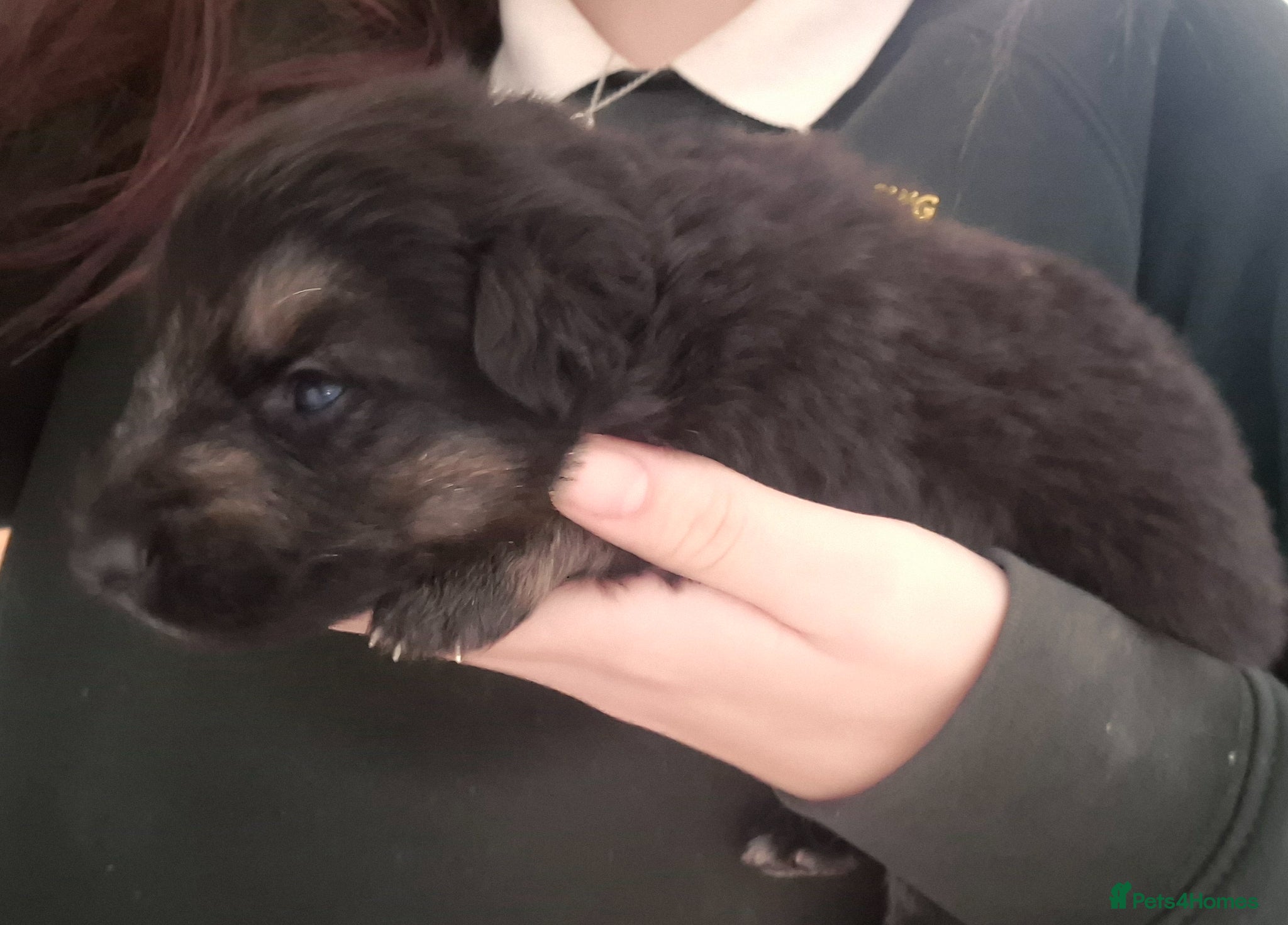 German Shepherd dogs German shepherd pups - Advert 8