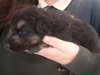 German Shepherd dogs German shepherd pups - Advert 8