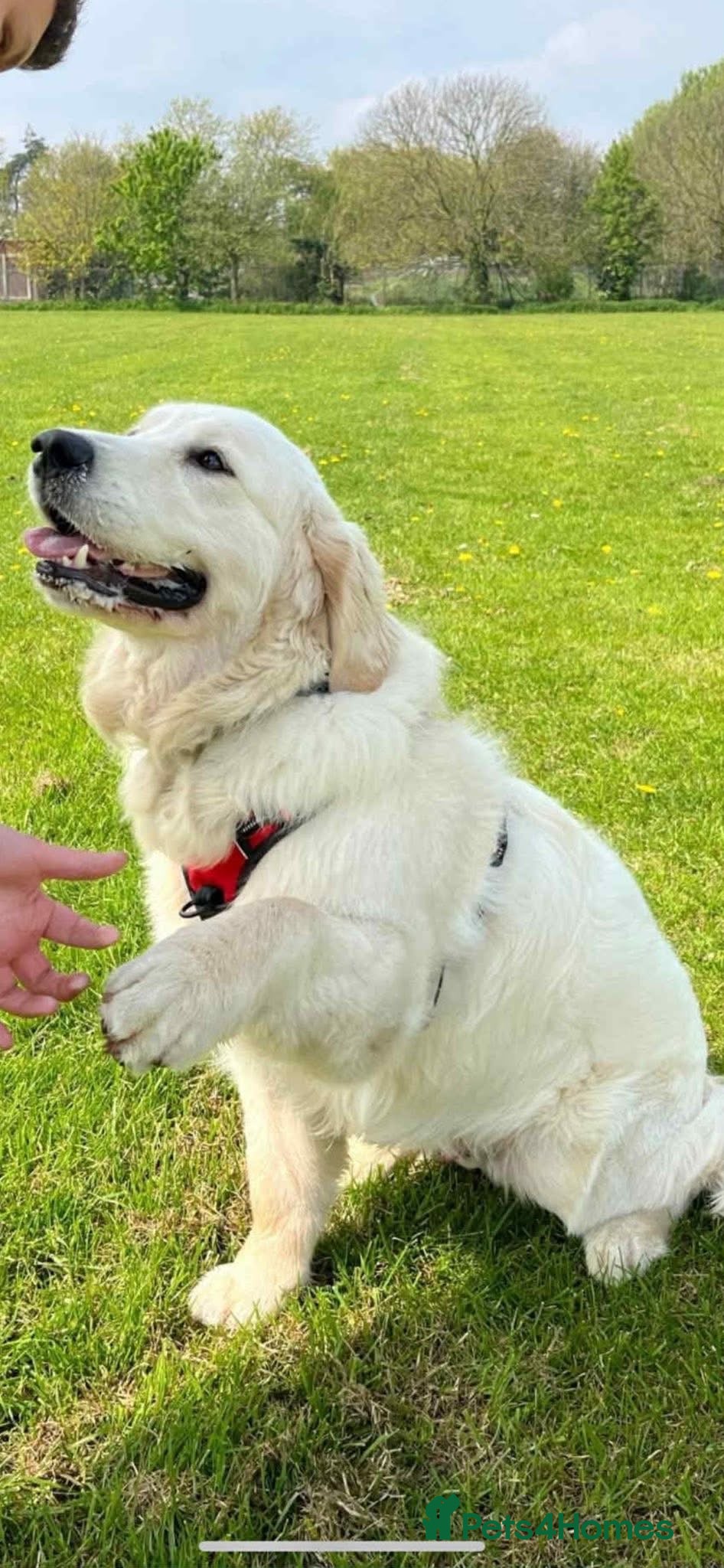 Golden Retriever dogs Golden Retriever Pups - Ready to go in Largs - Advert 7