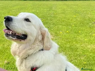 Golden Retriever dogs Golden Retriever Pups - Ready to go in Largs - Advert 7