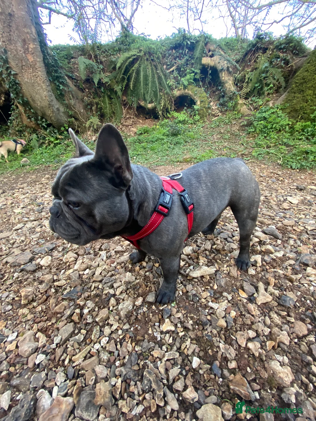 French Bulldog dogs for sale: 3 year old French bulldog - Bode  - Advert 6