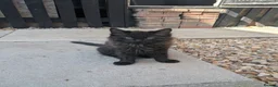 Mixed Breed cats for sale: Ragdoll cross kittens  in Wisbech - Advert 18