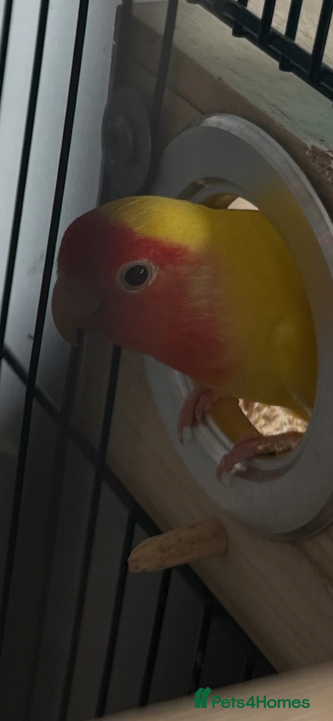 Budgerigars birds for sale: 8 Budgies and a pair of Lovebirds  - Advert 9