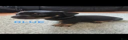 Dachshund dogs for sale: READY TO LEAVE 1 Dachsund Puppy (1 Girl) - Advert 16