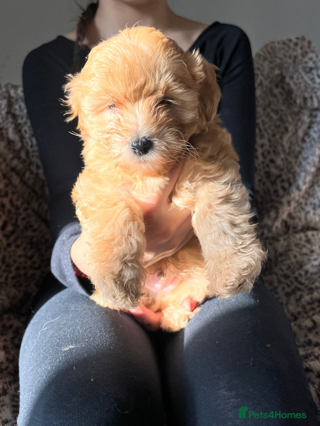 Maltipoo dogs for sale: 2 beautiful playful & lovely Maltipoo boys  - Image 16