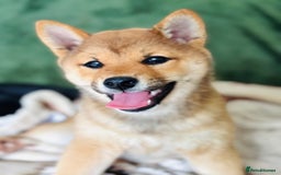 Japanese Shiba Inu dogs for sale: Last but not least beautiful Shiba  KC boy in Inverness - Image 8