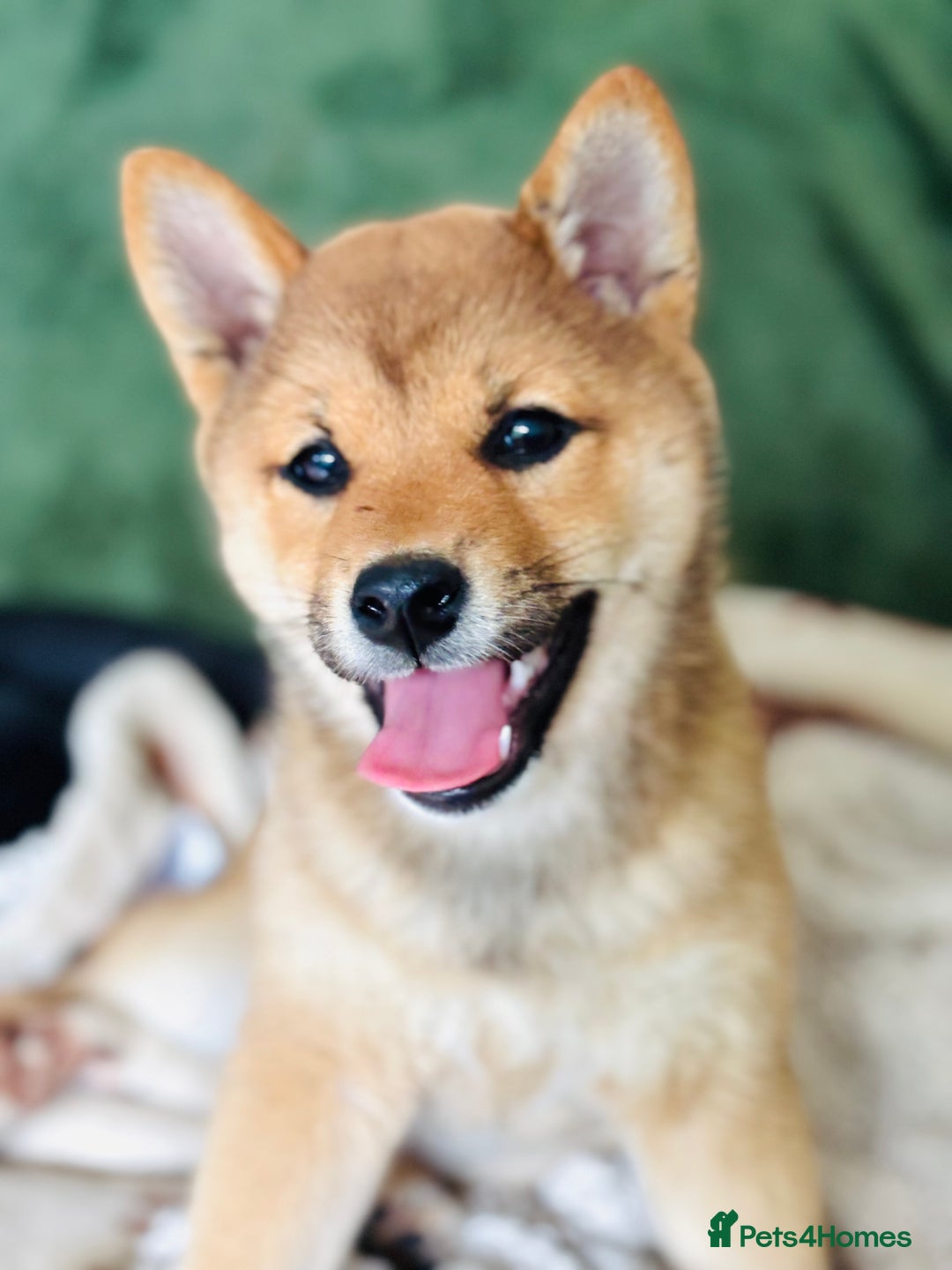Japanese Shiba Inu dogs for sale: Last but not least beautiful Shiba  KC boy in Inverness - Image 8