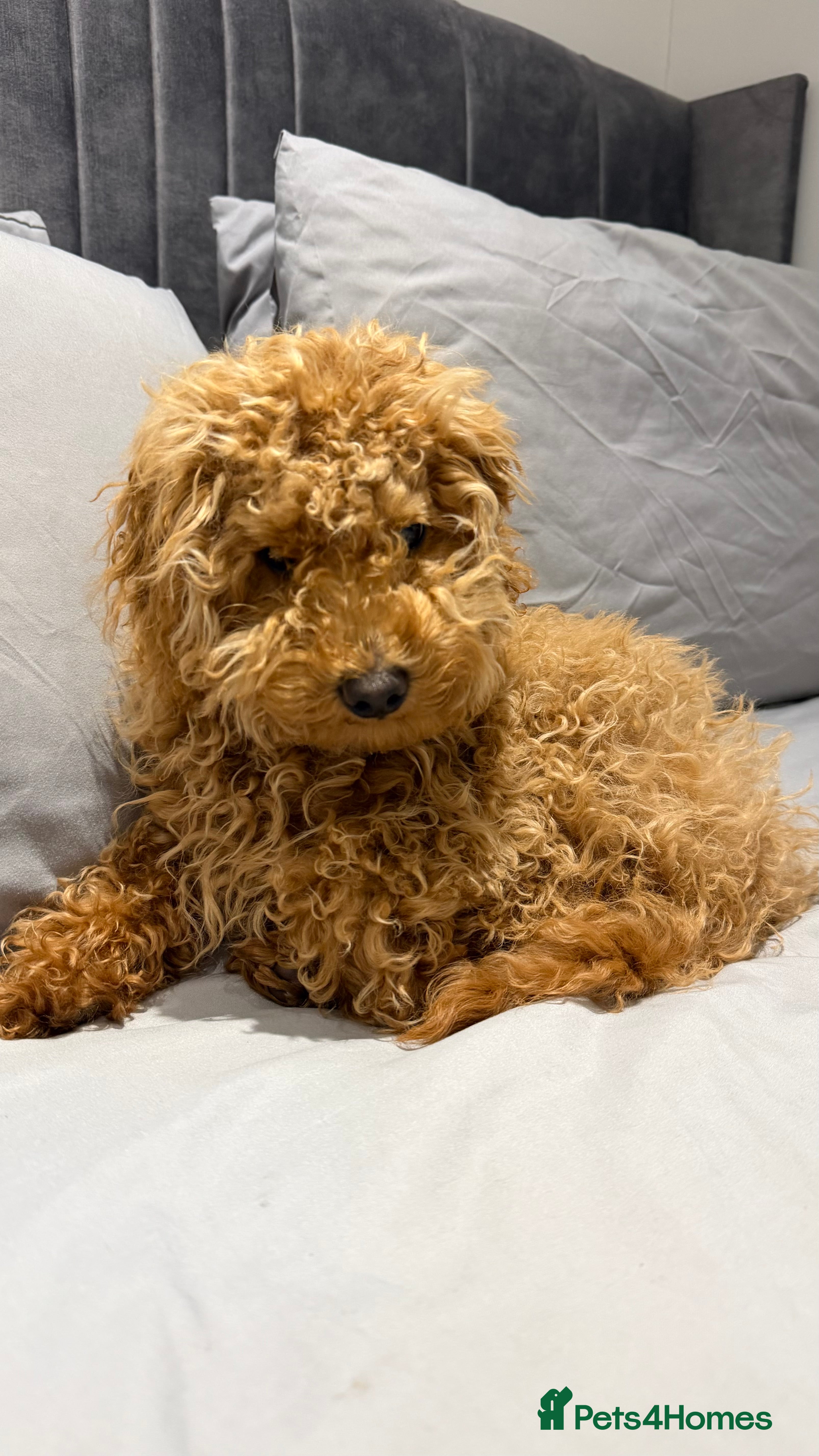 Maltipoo dogs Maltipoo boy 6 months old - Advert 1