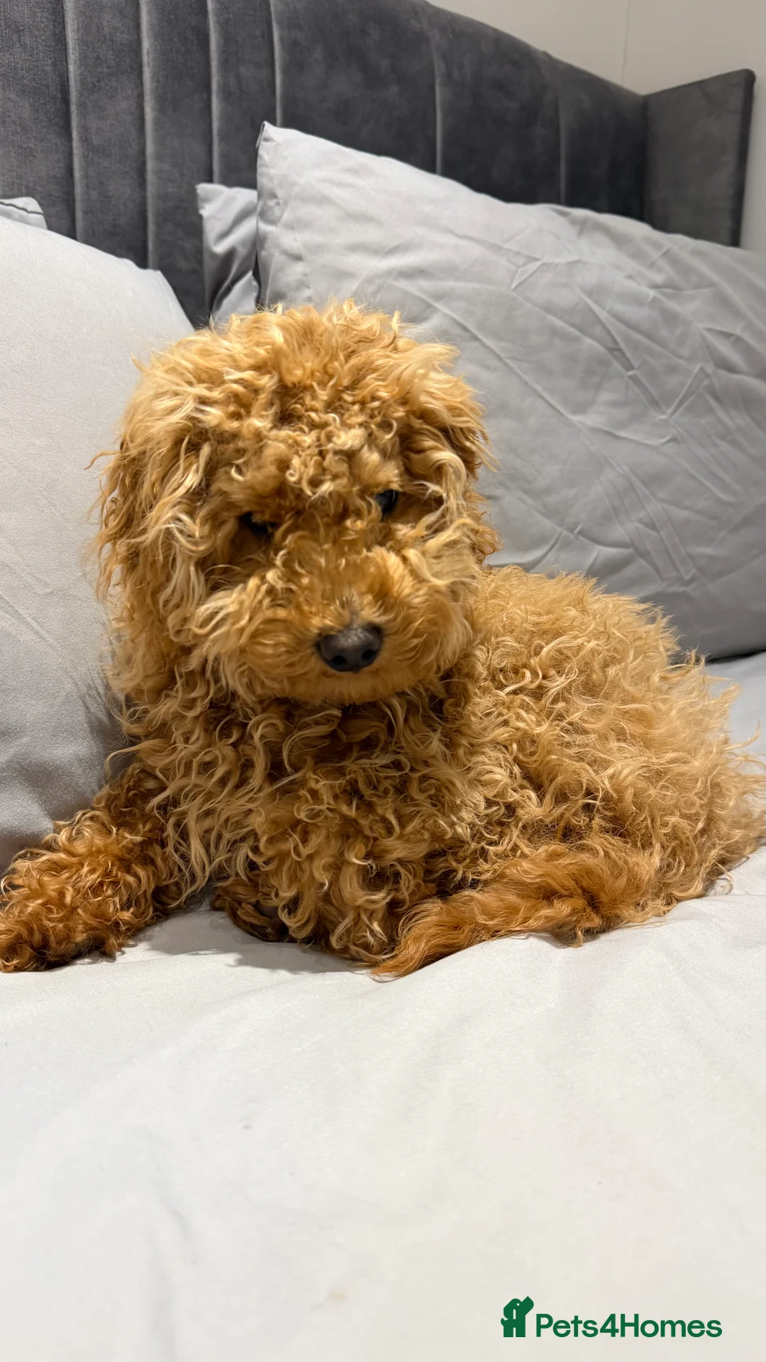 Maltipoo dogs for sale: Maltipoo boy 6 months old - Advert 1