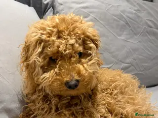 Maltipoo dogs Maltipoo boy 6 months old - Advert 1