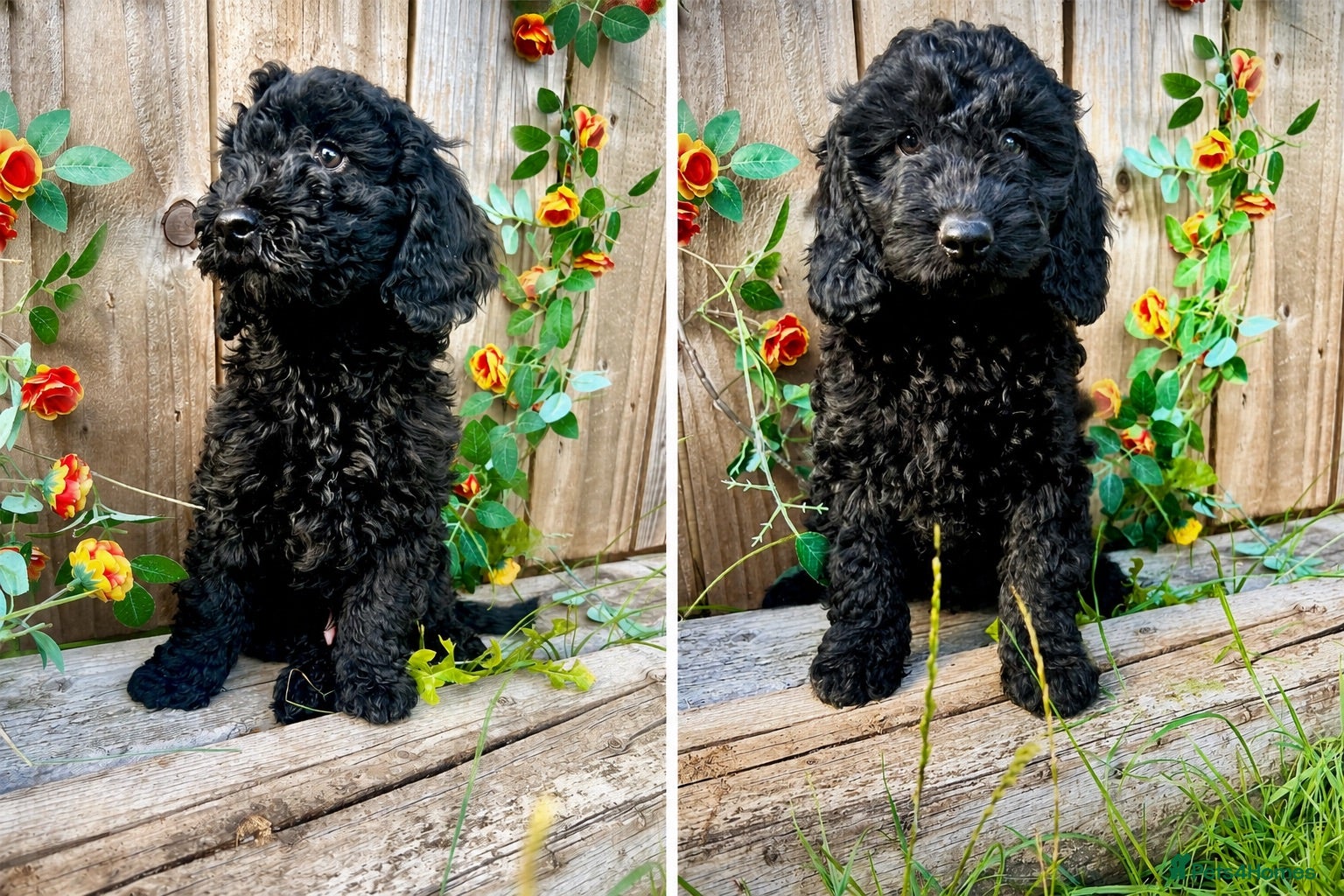 Cockapoo dogs 🐾Quality  Cockapoo  Boys Ready Now  - Advert 3